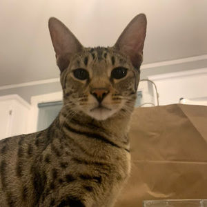 Meet your Posher, Chris juarez